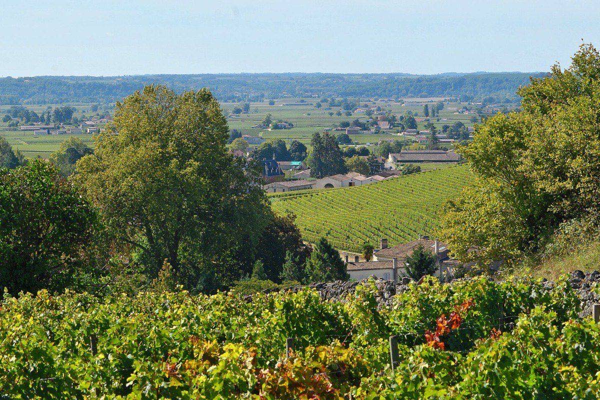 Green vineyards of Saint-Emilion in the Bordeaux wine region, France