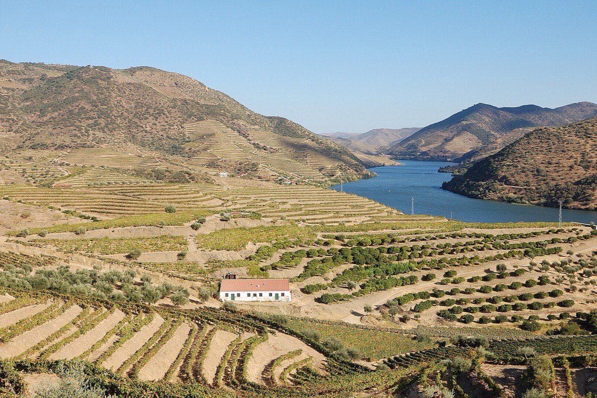 Terraced vineyards above the Douro river in Portugal's Douro Valley